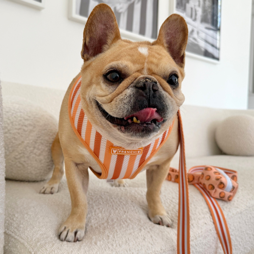 Frenchie Duo Reversible Harness - French Potato
