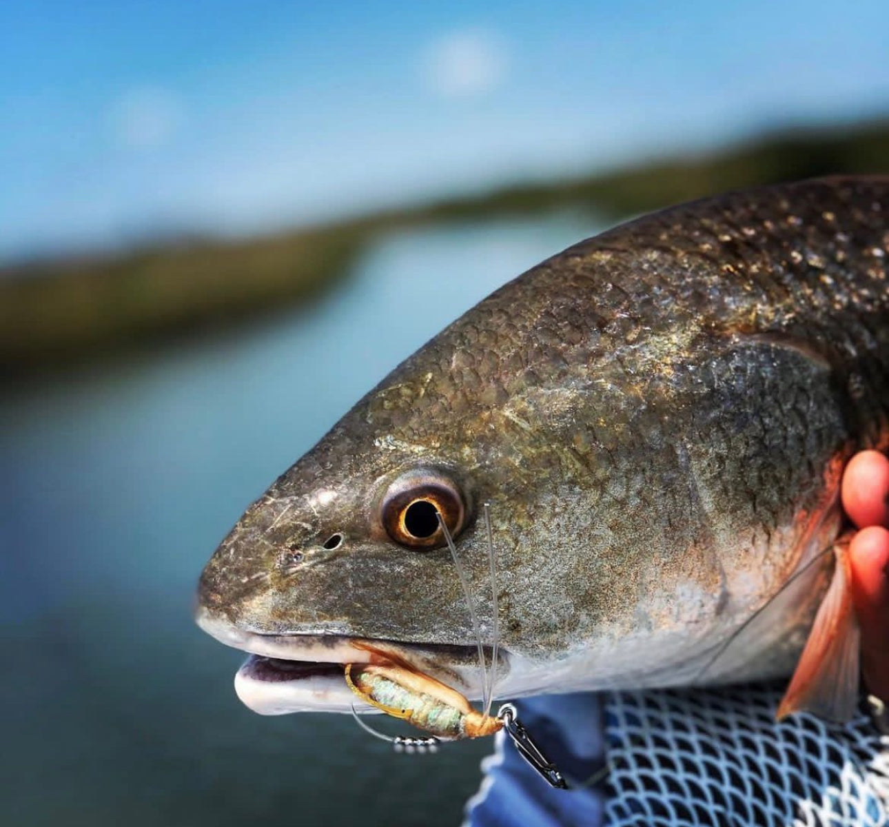 Small Speed Clips (45lbs)