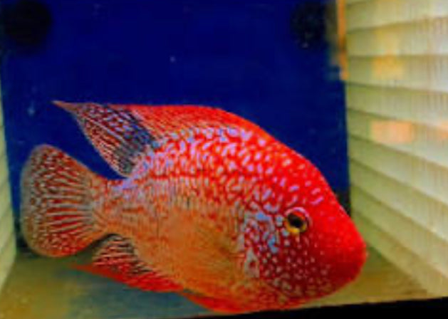 RED TEXAS CICHLID (HERICHTHYS CYANOGUTTATUS SP)