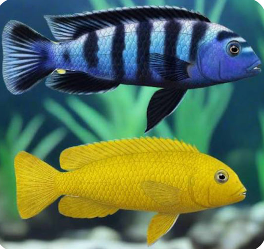 Chindongo saulosi Mbuna German Blood