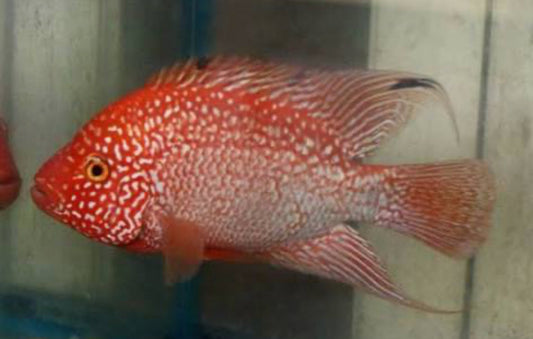 RED TEXAS CICHLID (HERICHTHYS CYANOGUTTATUS SP)
