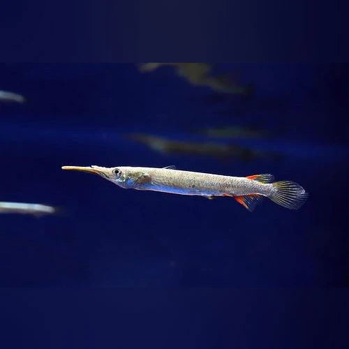 Halfbeak fish 1”-1.5”