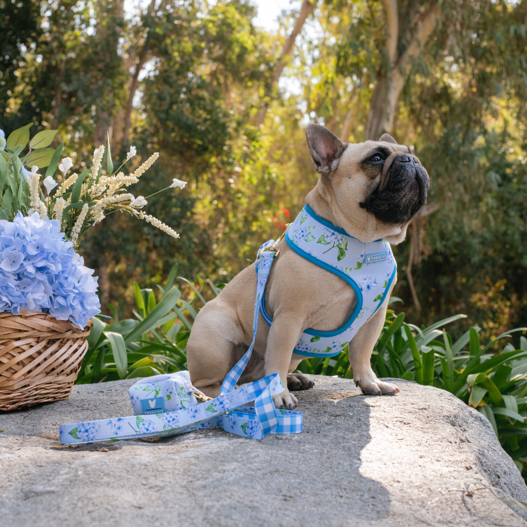 Frenchie Duo Reversible Harness - Hydrangea