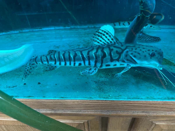 Dolphin Head Tiger ShovelNose Catfish 16"