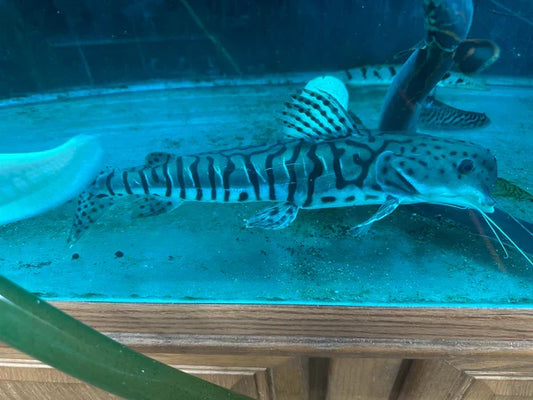 Dolphin Head Tiger ShovelNose Catfish 16"