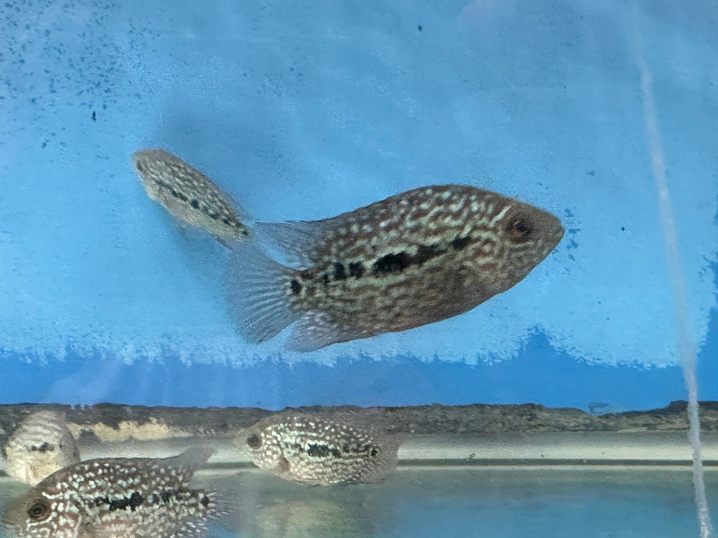 RED TEXAS CICHLID (HERICHTHYS CYANOGUTTATUS SP)