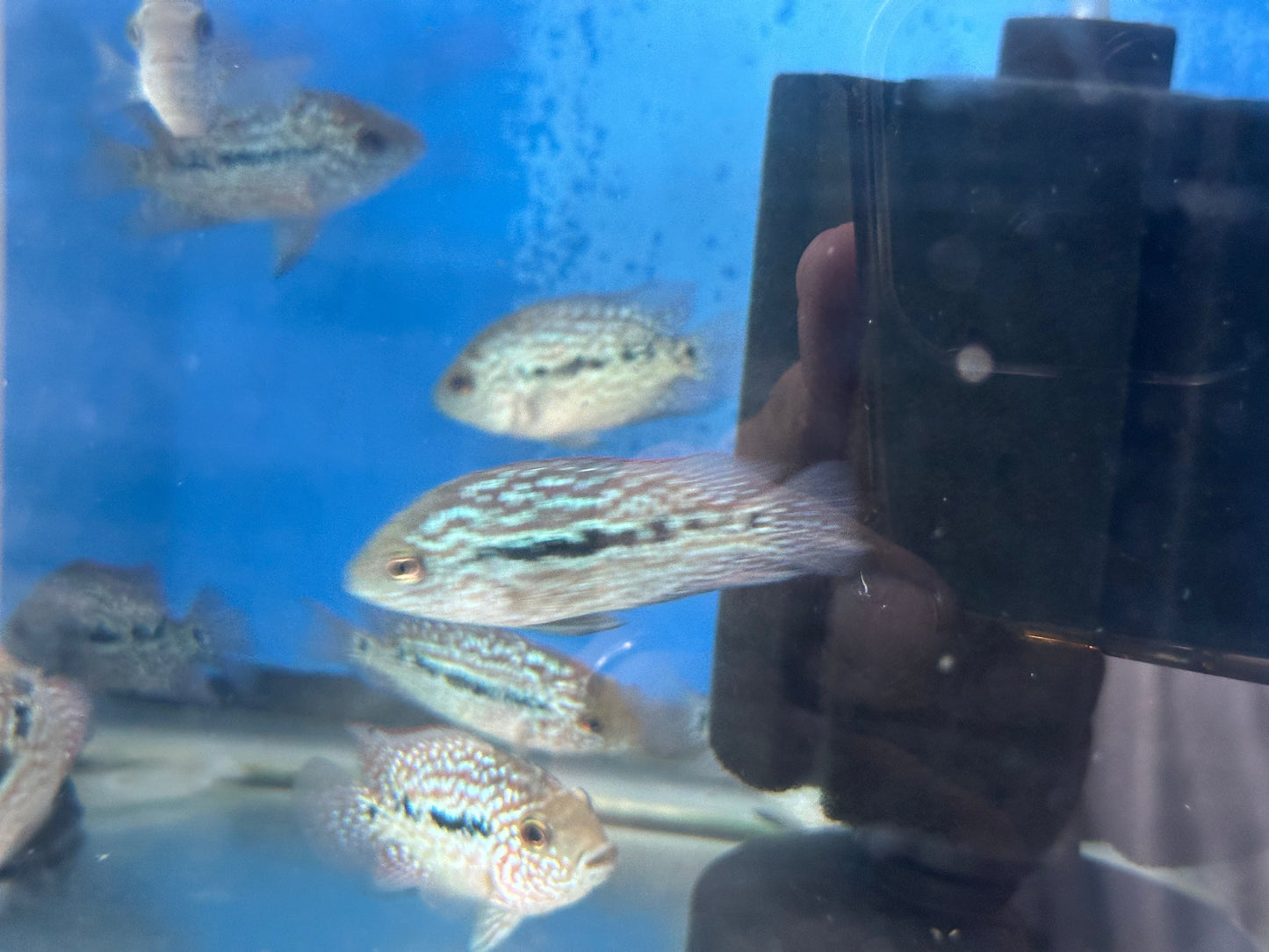 RED TEXAS CICHLID (HERICHTHYS CYANOGUTTATUS SP)