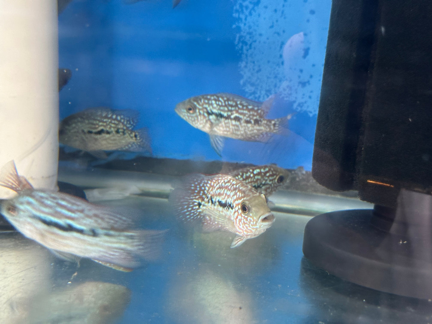 RED TEXAS CICHLID (HERICHTHYS CYANOGUTTATUS SP)