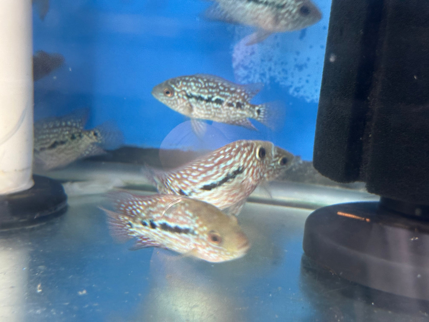 RED TEXAS CICHLID (HERICHTHYS CYANOGUTTATUS SP)