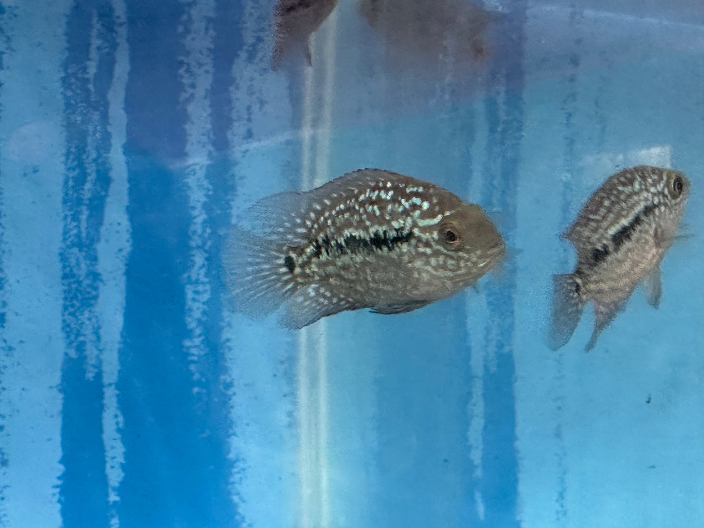 RED TEXAS CICHLID (HERICHTHYS CYANOGUTTATUS SP)