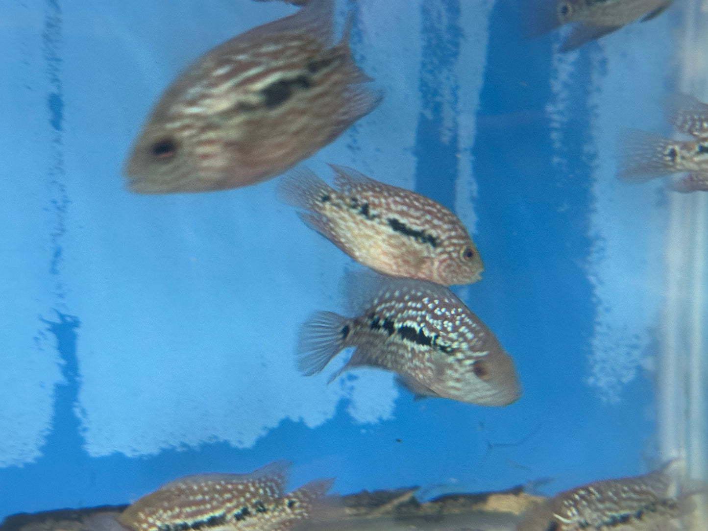 RED TEXAS CICHLID (HERICHTHYS CYANOGUTTATUS SP)