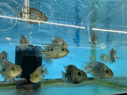 Balloon body carpintis Texas cichlid