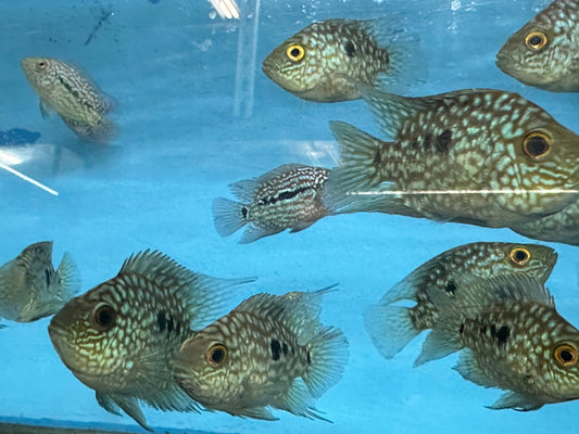 Balloon body carpintis Texas cichlid