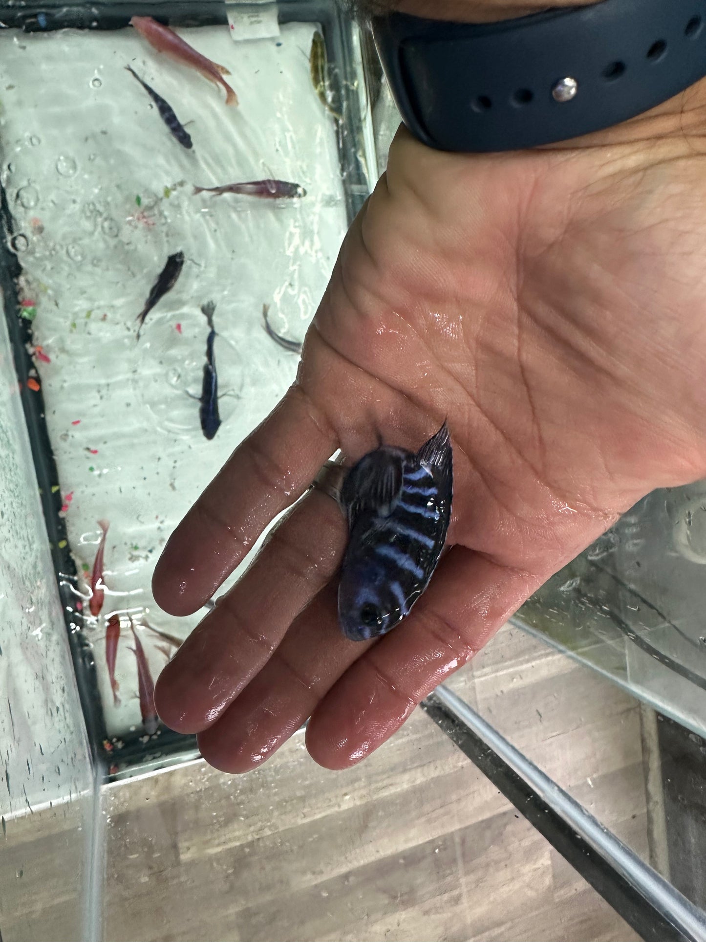 Chindongo demasoni  Demasoni Cichlid