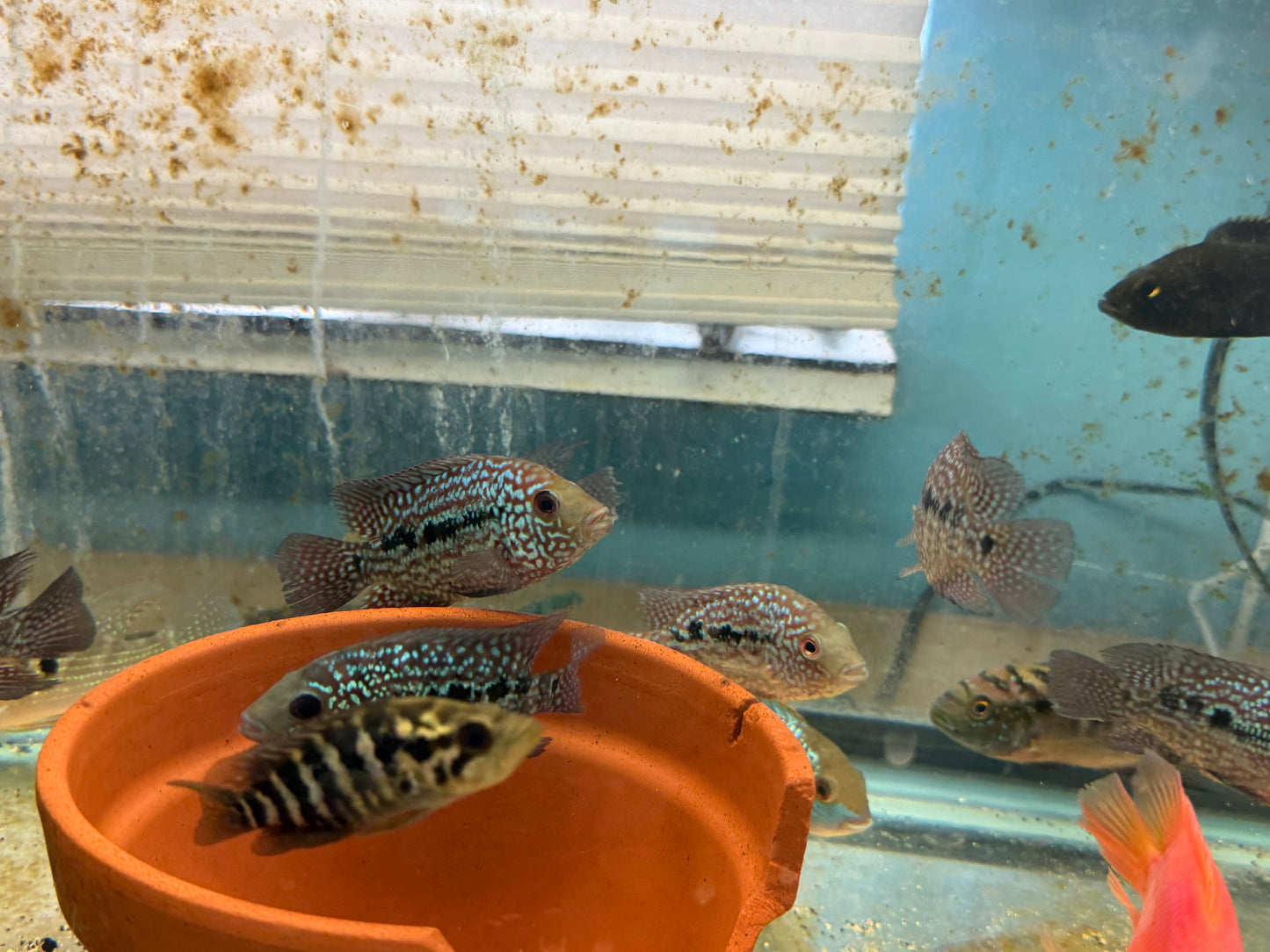 RED TEXAS CICHLID (HERICHTHYS CYANOGUTTATUS SP)