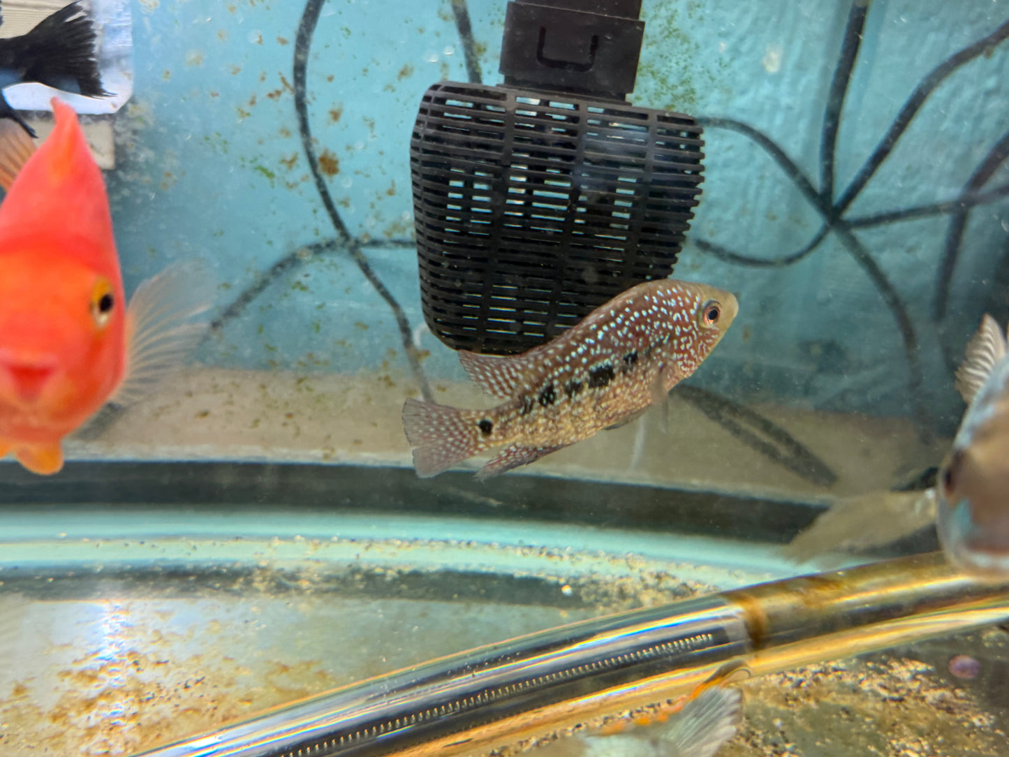 RED TEXAS CICHLID (HERICHTHYS CYANOGUTTATUS SP)