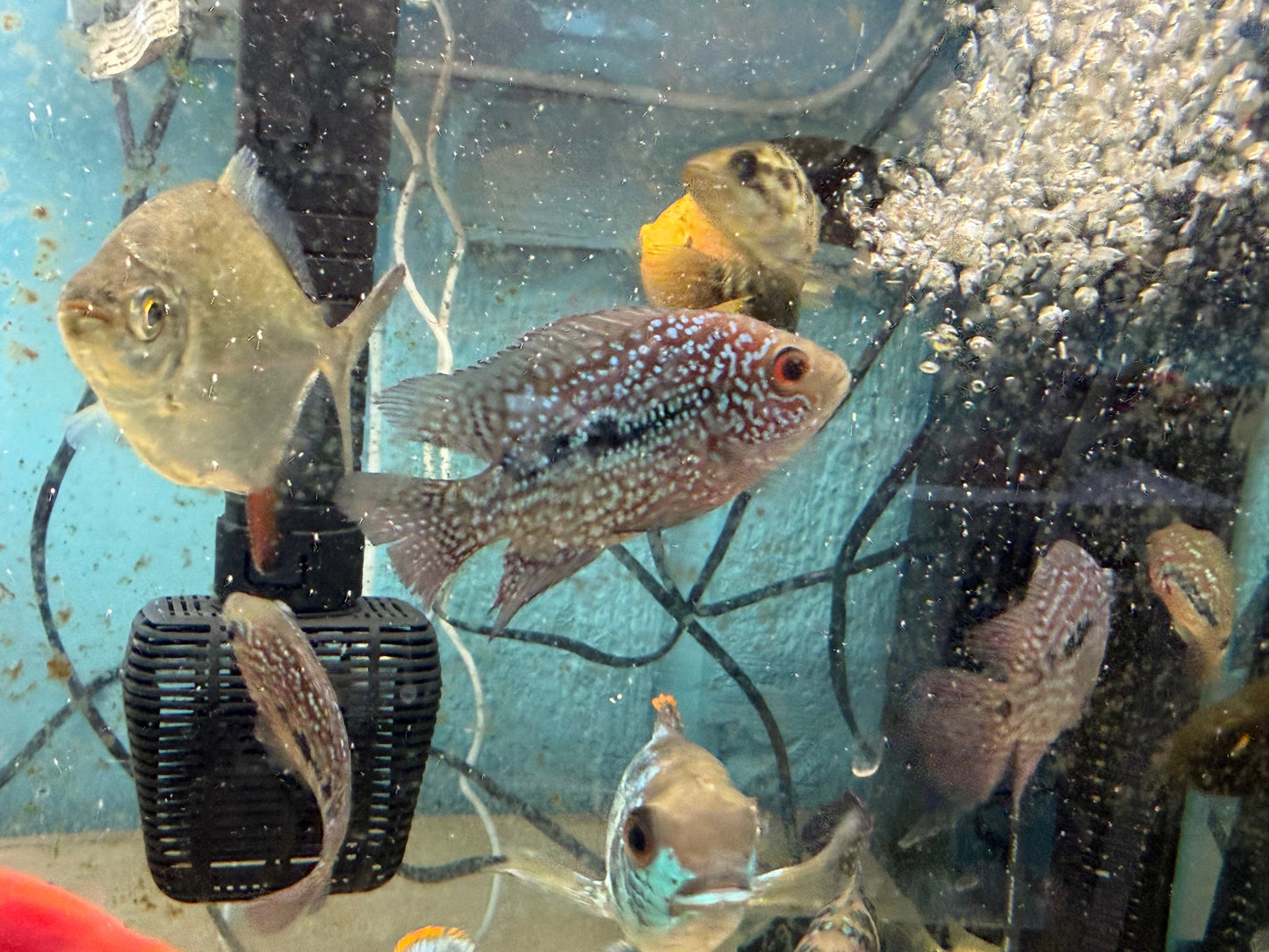 RED TEXAS CICHLID (HERICHTHYS CYANOGUTTATUS SP)