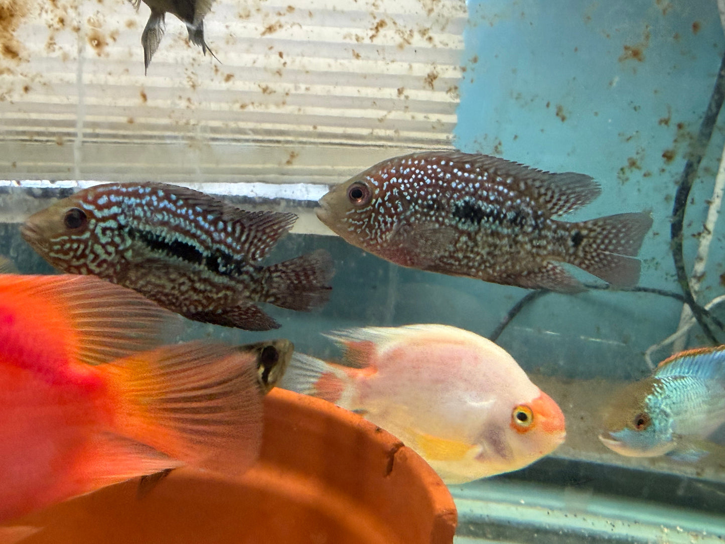 RED TEXAS CICHLID (HERICHTHYS CYANOGUTTATUS SP)