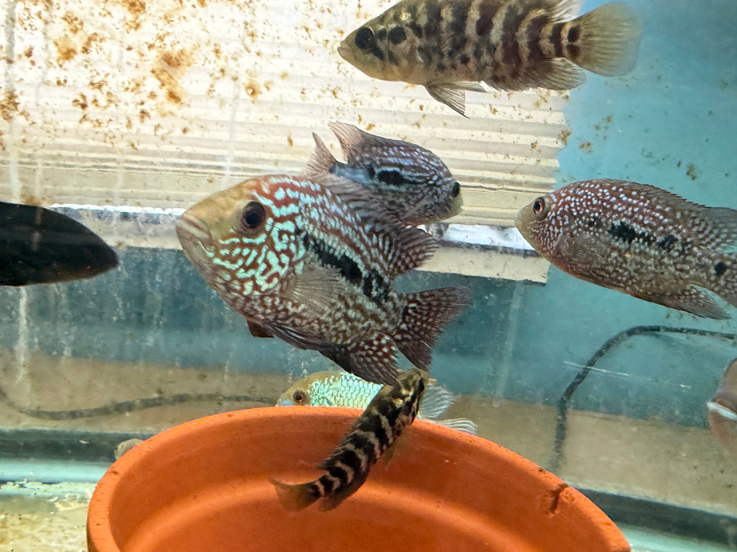 RED TEXAS CICHLID (HERICHTHYS CYANOGUTTATUS SP)