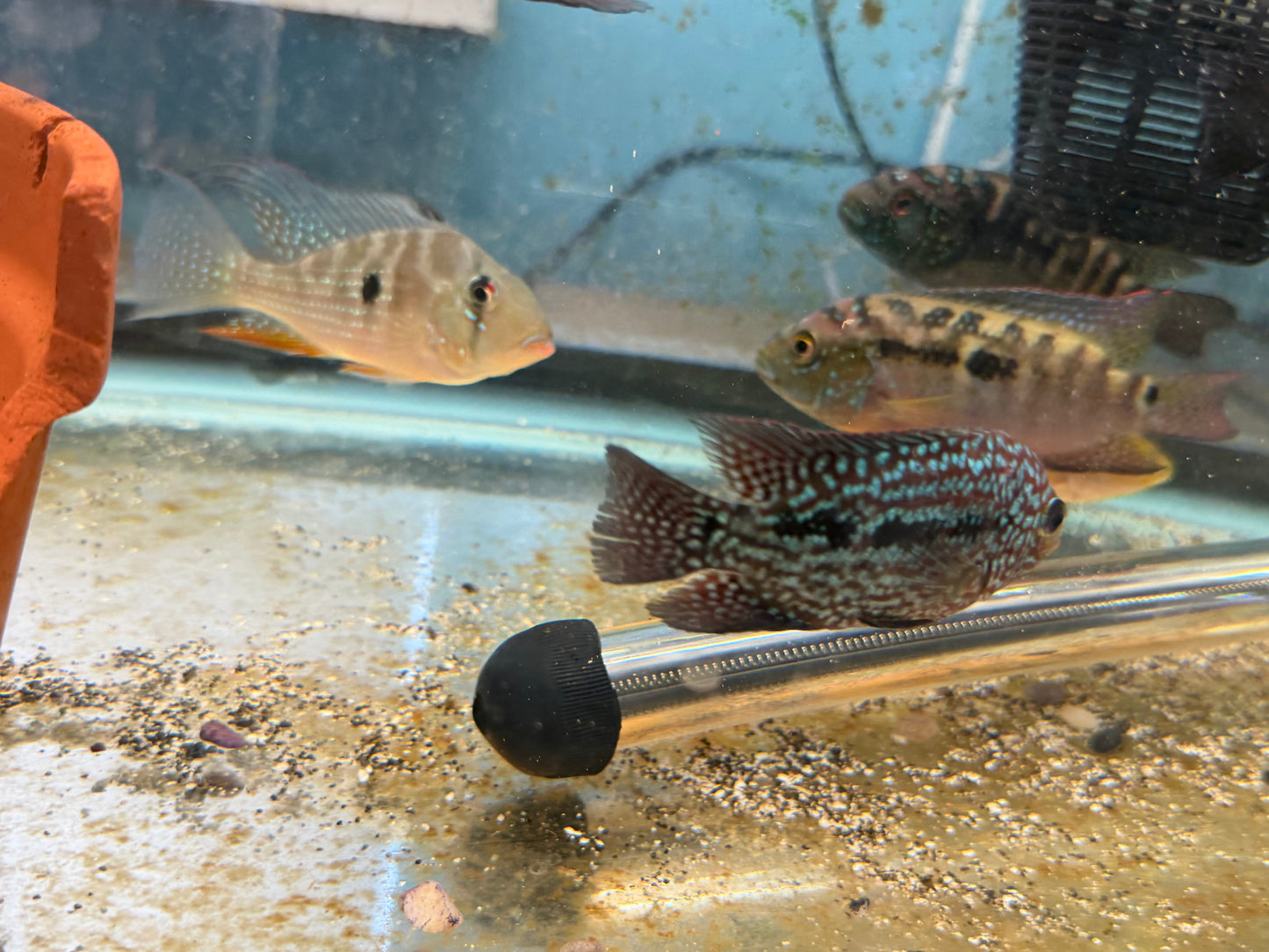 RED TEXAS CICHLID (HERICHTHYS CYANOGUTTATUS SP)