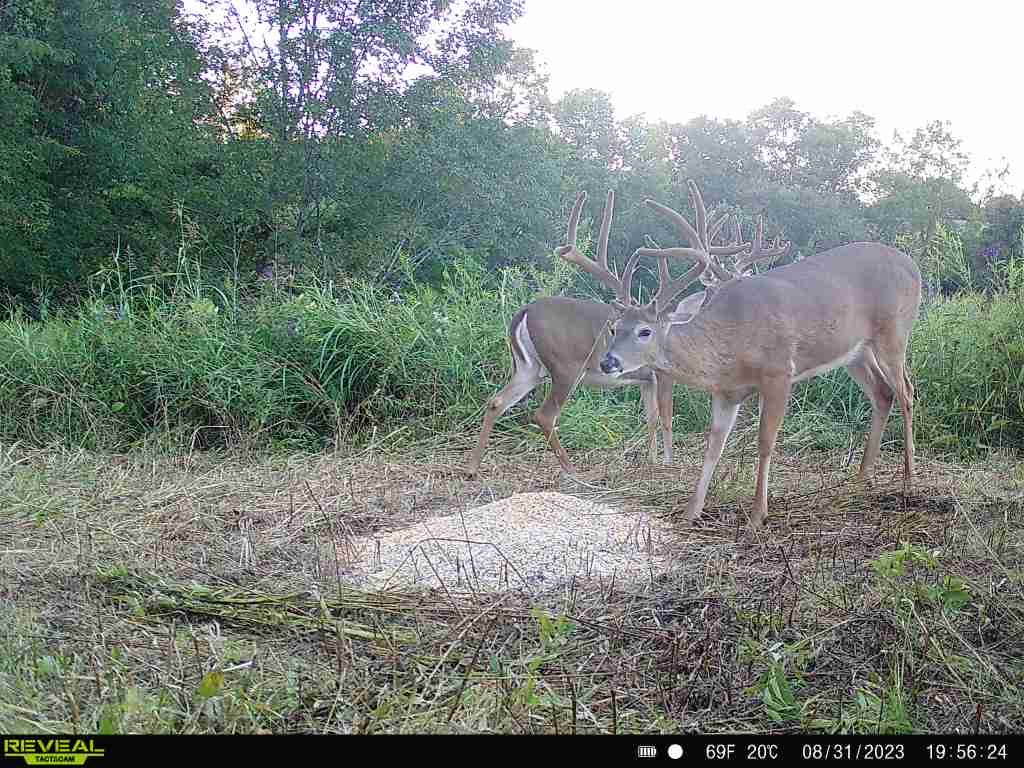 Pre-Game™ Deer Feed