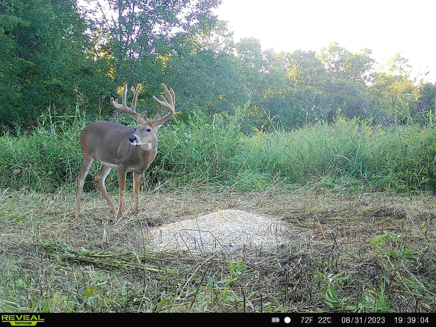 Pre-Game™ Deer Feed