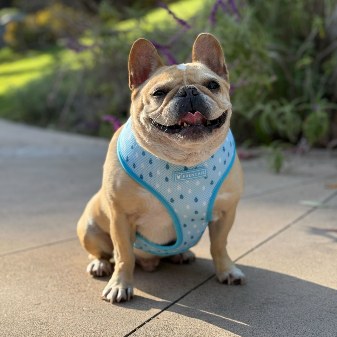 Frenchie Duo Reversible Harness - It's Raining Frenchies