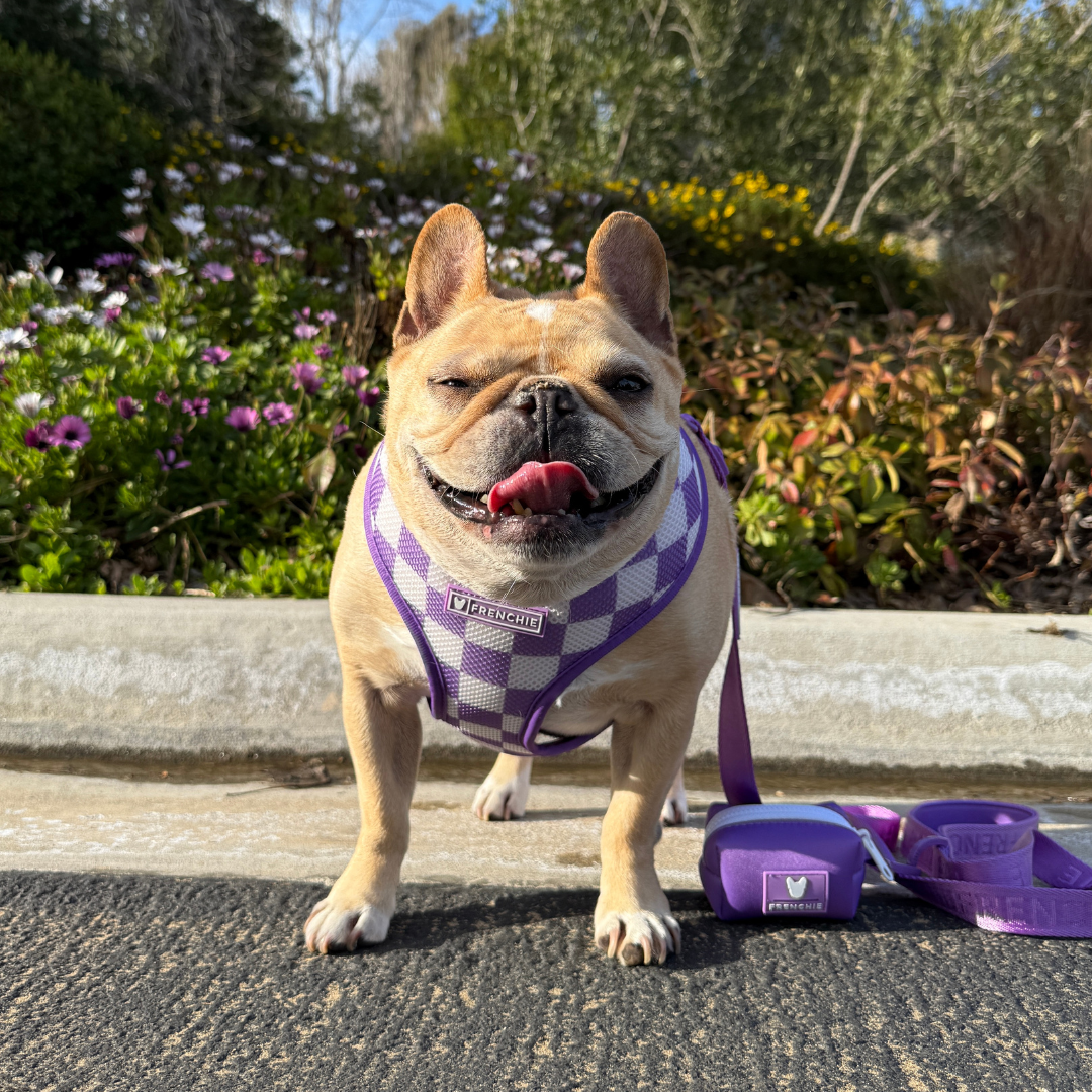 Frenchie Duo Reversible Harness - Solid Purple