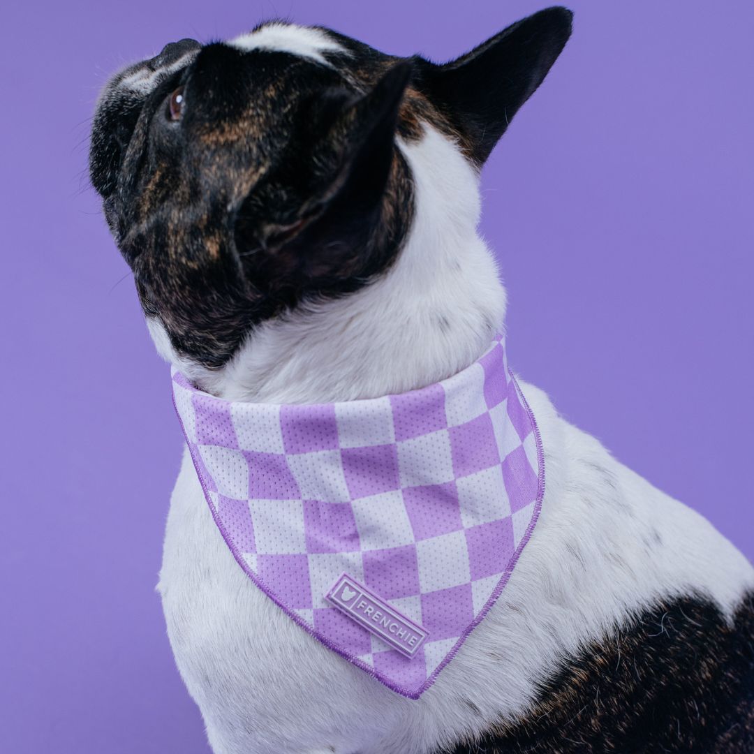 Frenchie Cooling Bandana - Solid Lavender