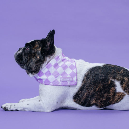 Frenchie Cooling Bandana - Solid Lavender