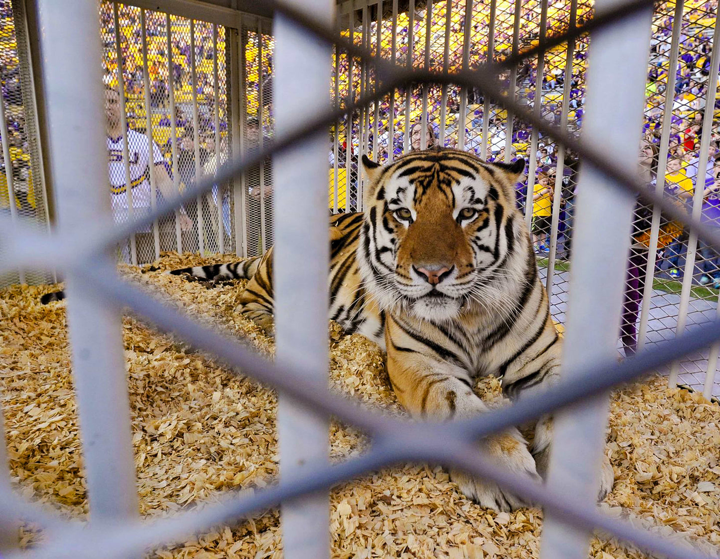 100 Years in Death Valley: How Tiger Stadium Became One of the Most Legendary Venues in American Sports