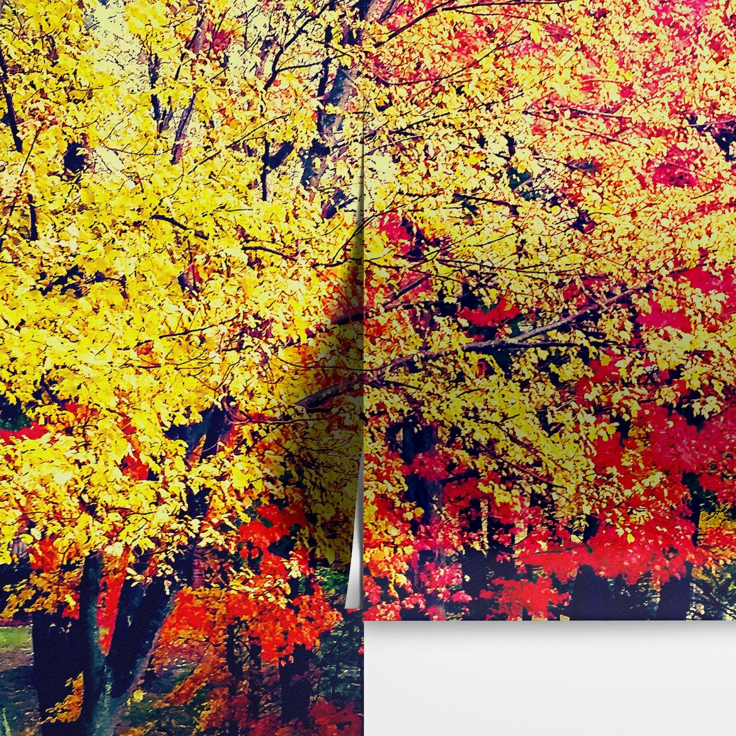 Colorful Autumn Trees Wallpaper Mural. #6981