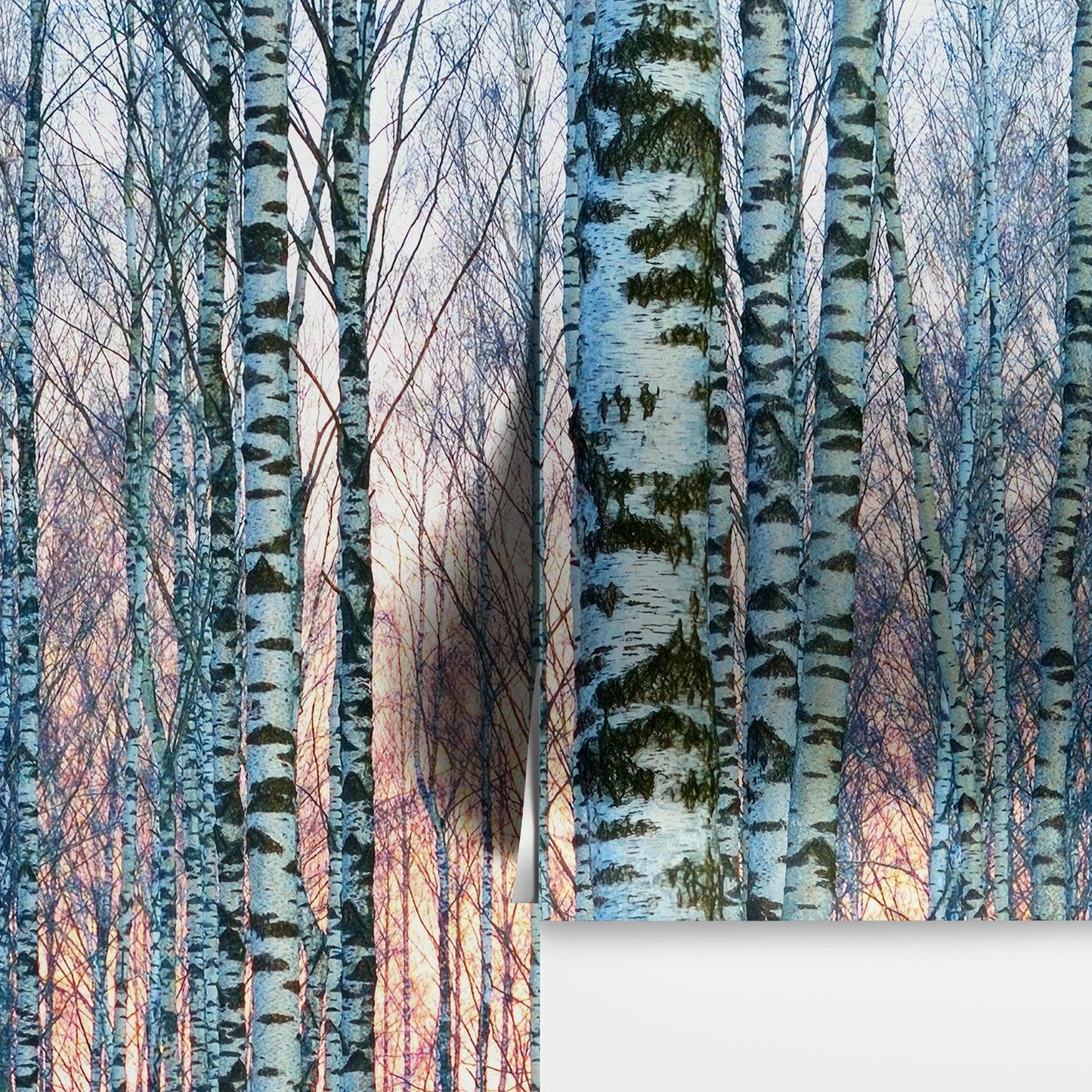 White Birch Tree Forest Wall Mural Wallpaper. Sunset Scenery. #6246