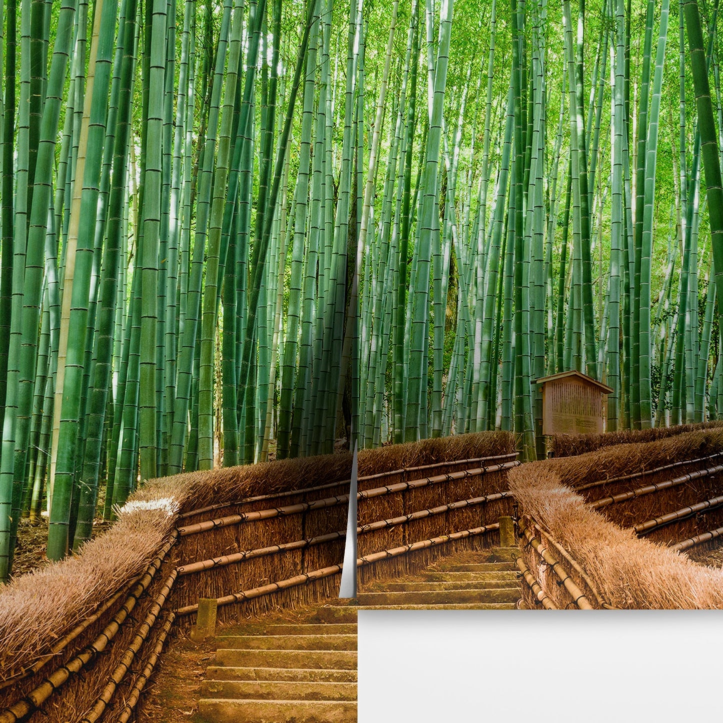 Japanese Bamboo Forest Arashiyama Woods Wall Mural #6043
