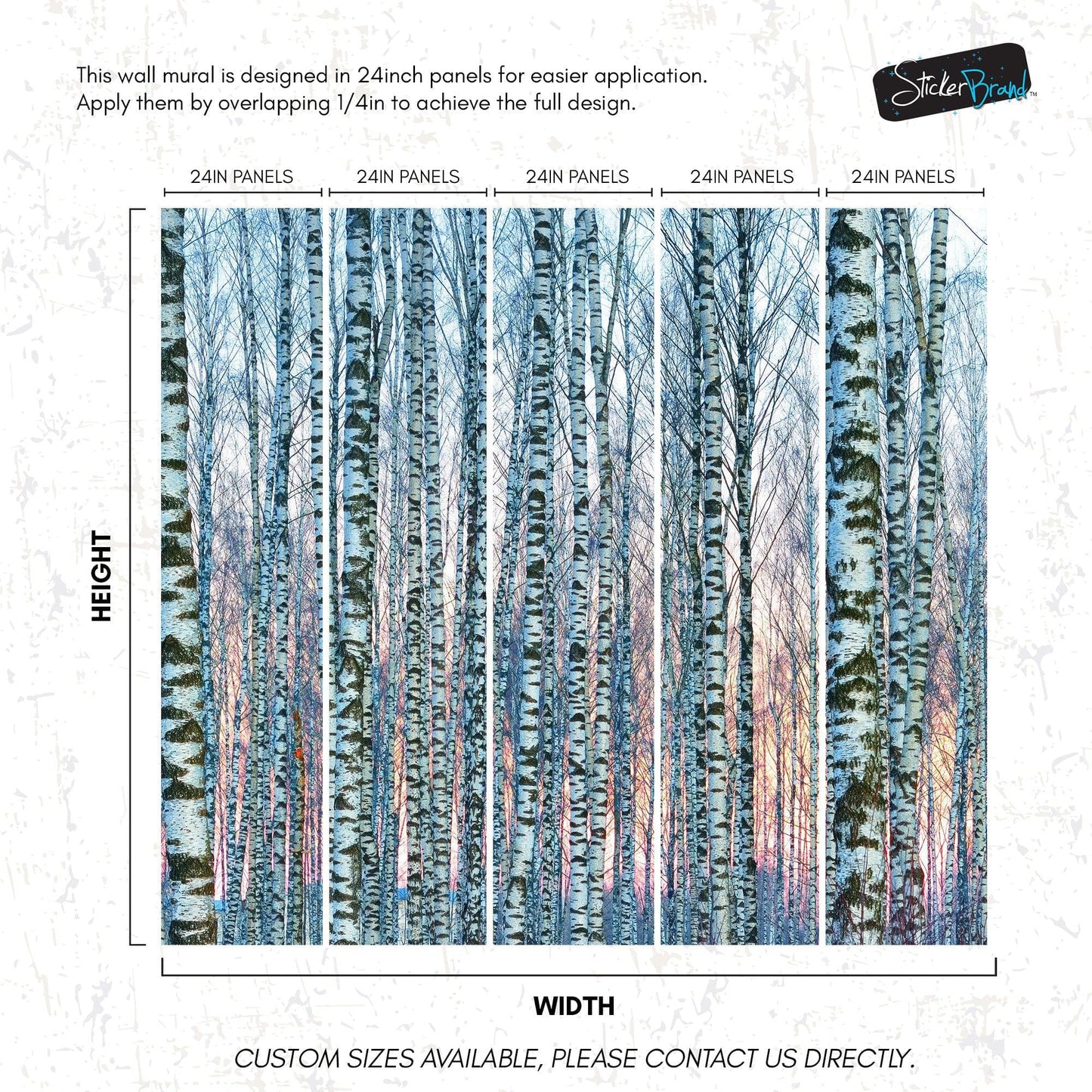 White Birch Tree Forest Wall Mural Wallpaper. Sunset Scenery. #6246