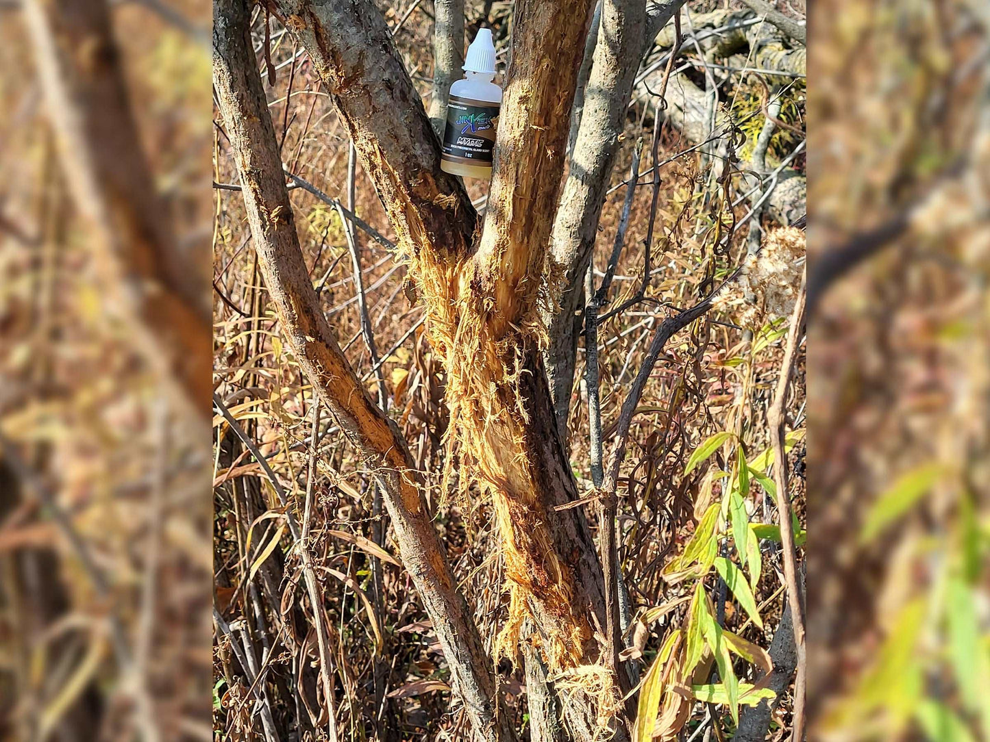 Mystic Polyglandular Gland Scent