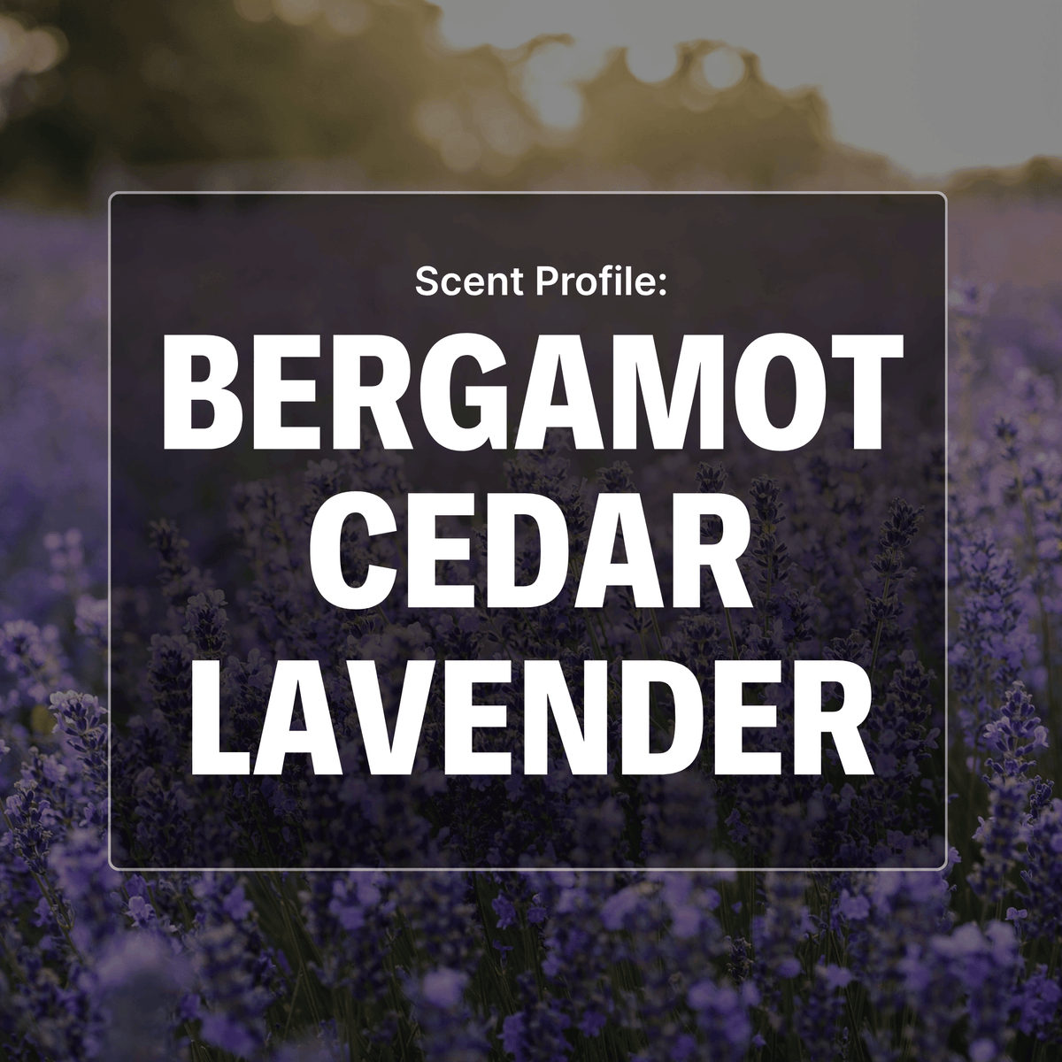 Northern Wind Beard Wash - Bergamot, Cedar, Lavender