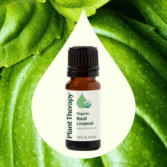 Organic Basil Linalool Essential Oil