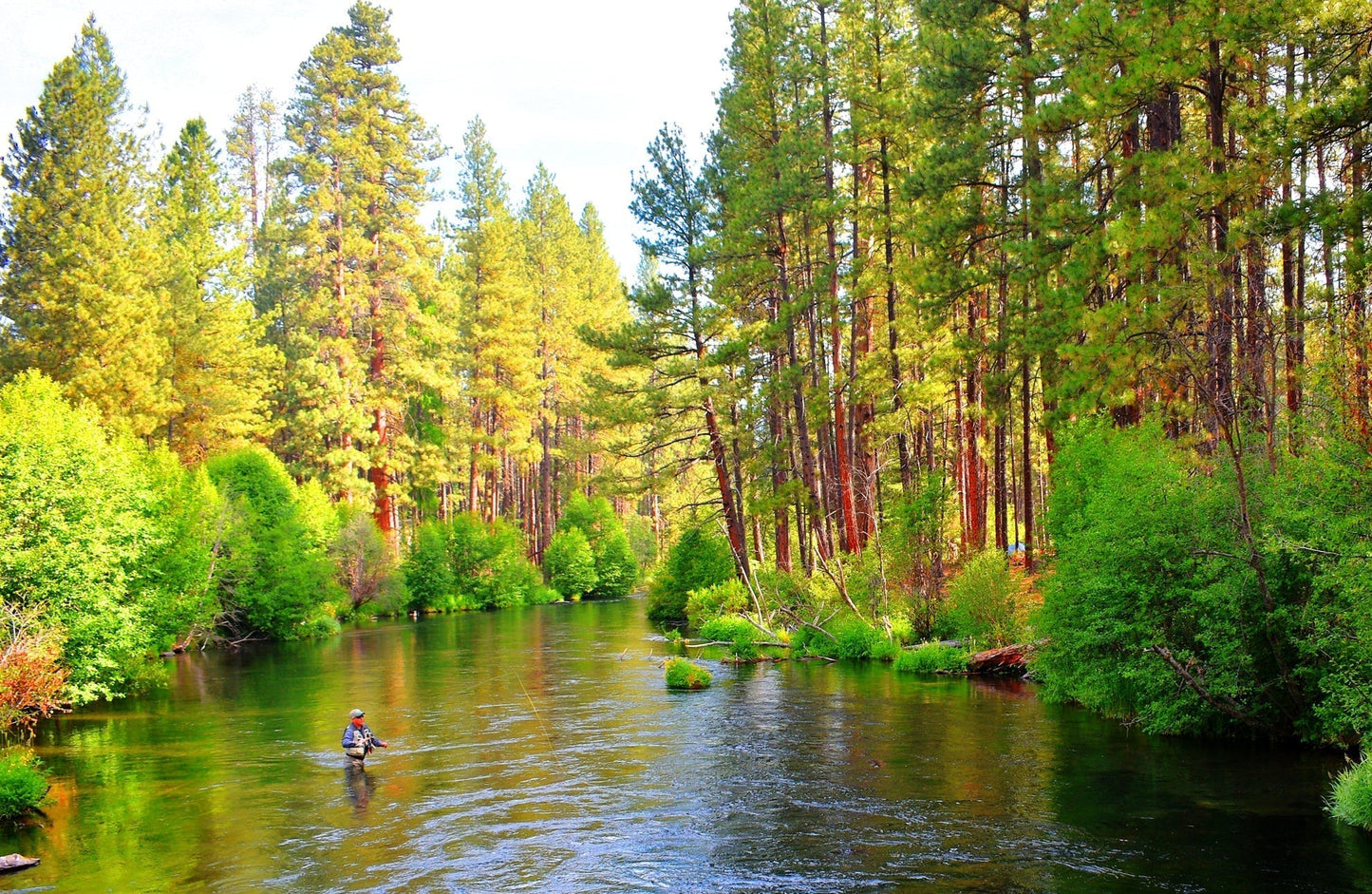 Tungsten Bead Soft Hackle Pheasant Tail Tactical Jig Czech Nymph Euro Nymphing Fly - 6 Flies Size 14