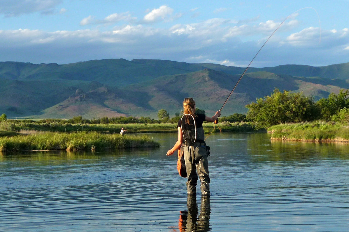 Light Cahill Classic Trout Dry Fly - 6 Flies Size 12