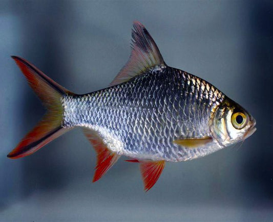 Redtail Tinfoil Barb (Barbonymus schwanenfeldii) 3”