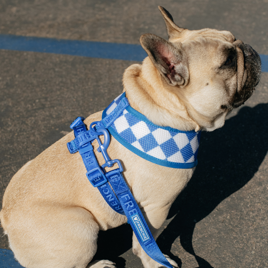 Frenchie Duo Reversible Harness - Solid Royal Blue