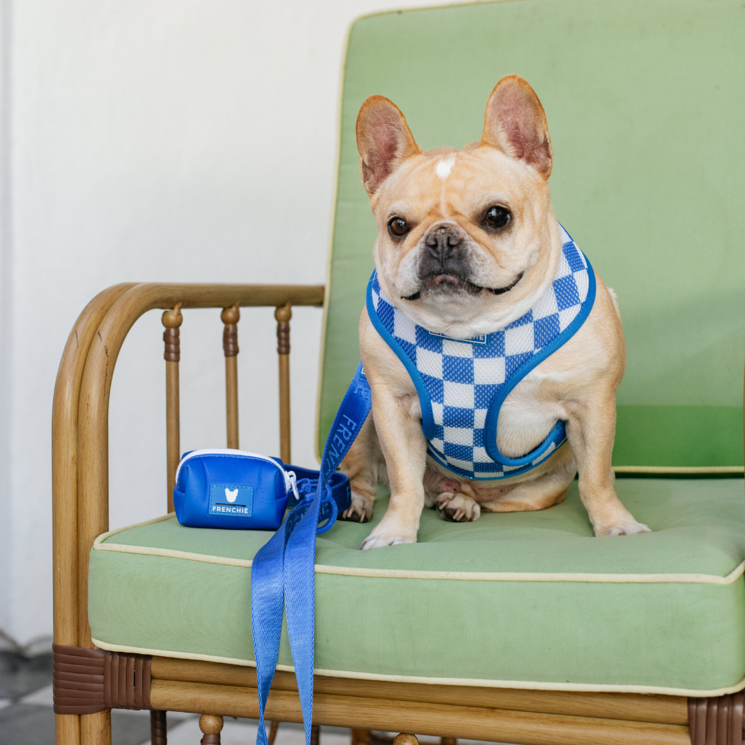 Frenchie Duo Reversible Harness - Solid Royal Blue