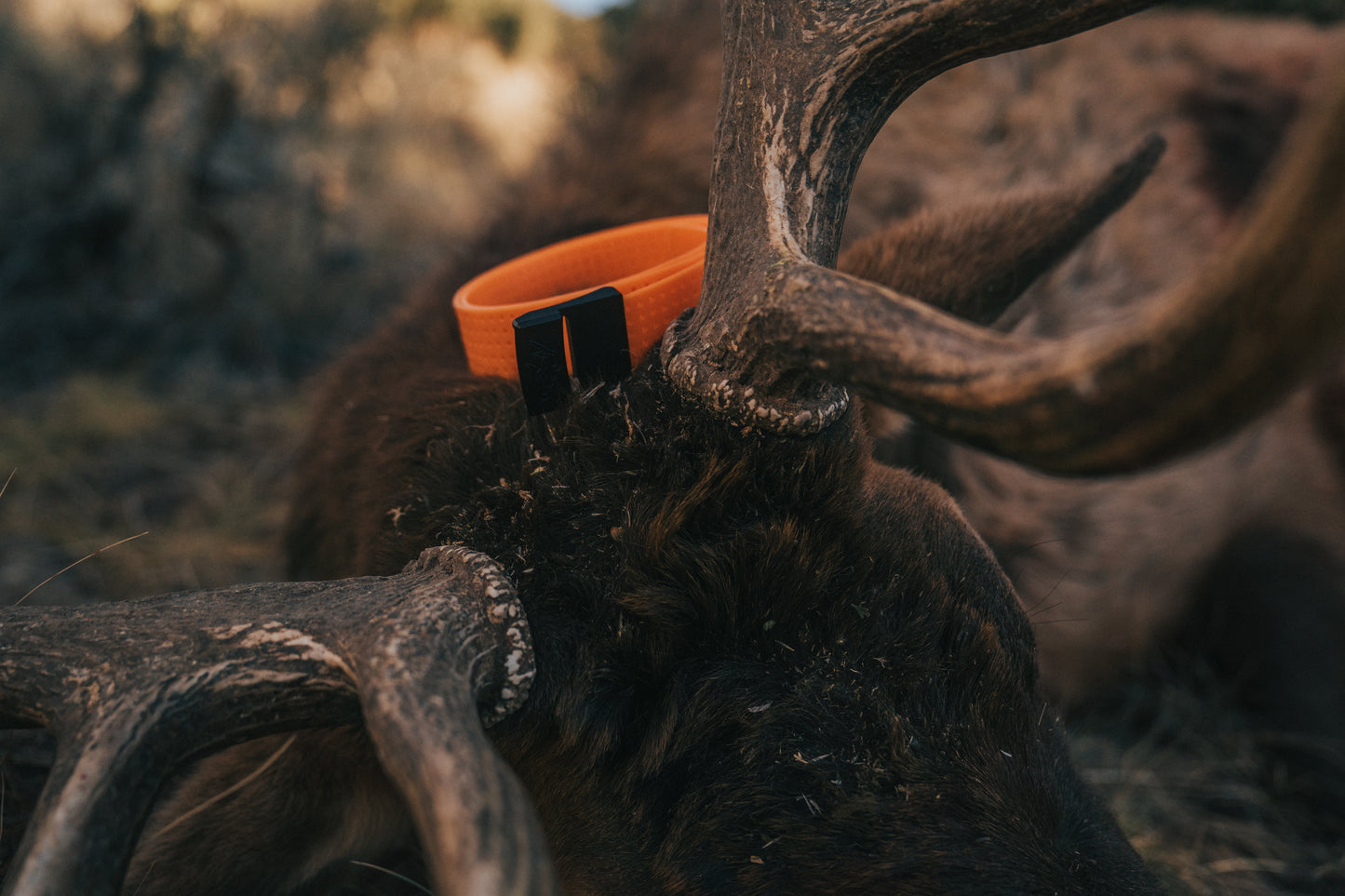 Blaze Orange Mtn Lite