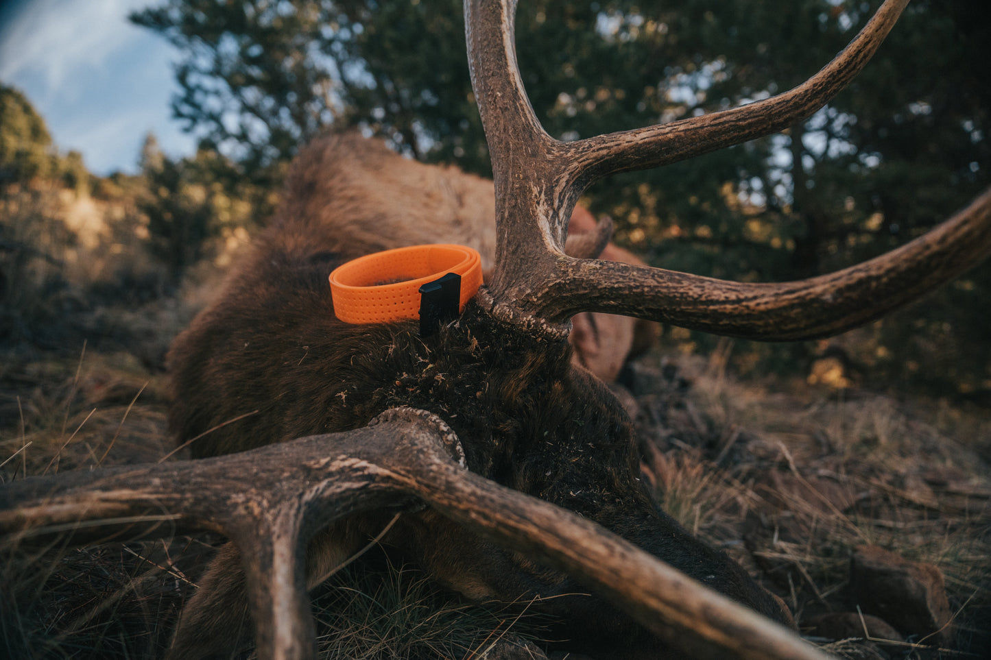 Blaze Orange Mtn Lite