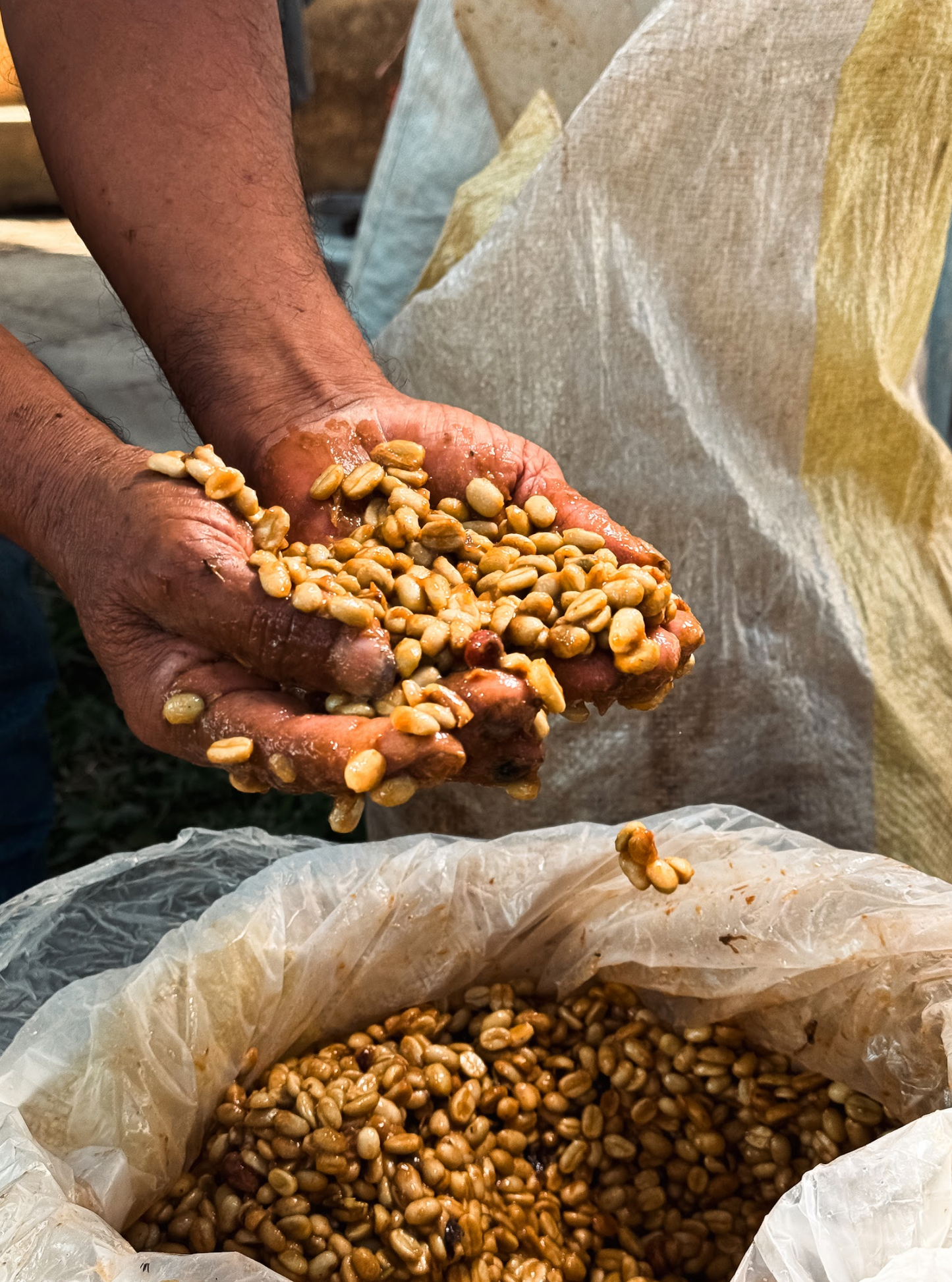 Peru Aromas del Valle Merly Leon G1 Washed Organic