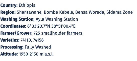 Ethiopia Sidama Ayla Shantawene Ultralight Washed