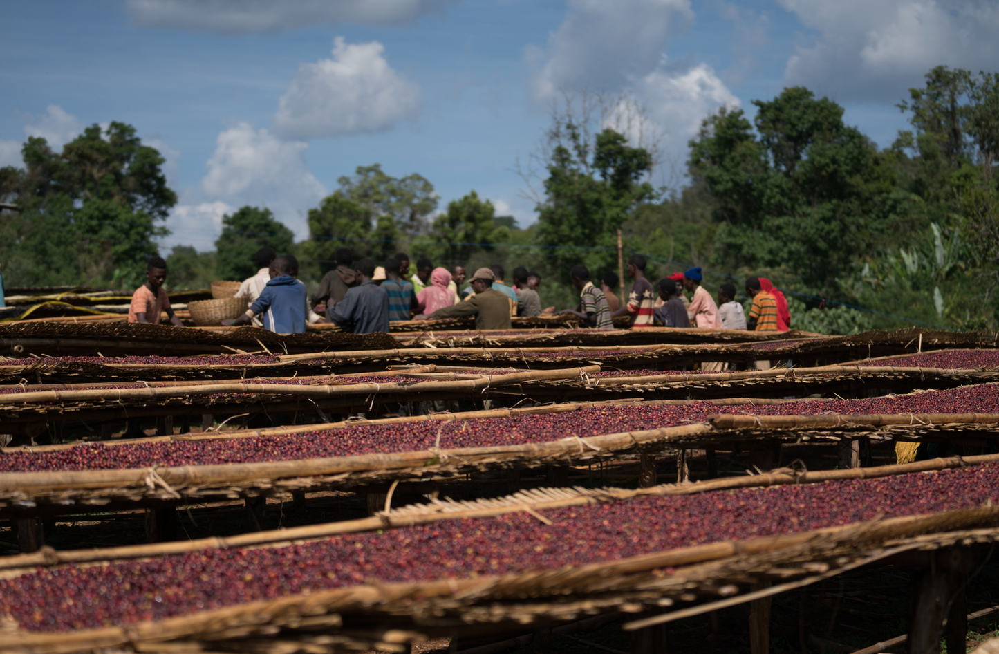 Ethiopia Buncho Honey Sidama Light Roast