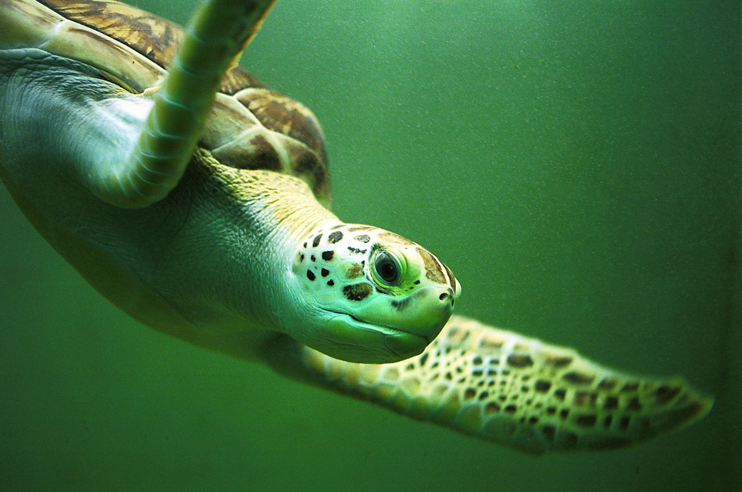 Portraits of Paradise