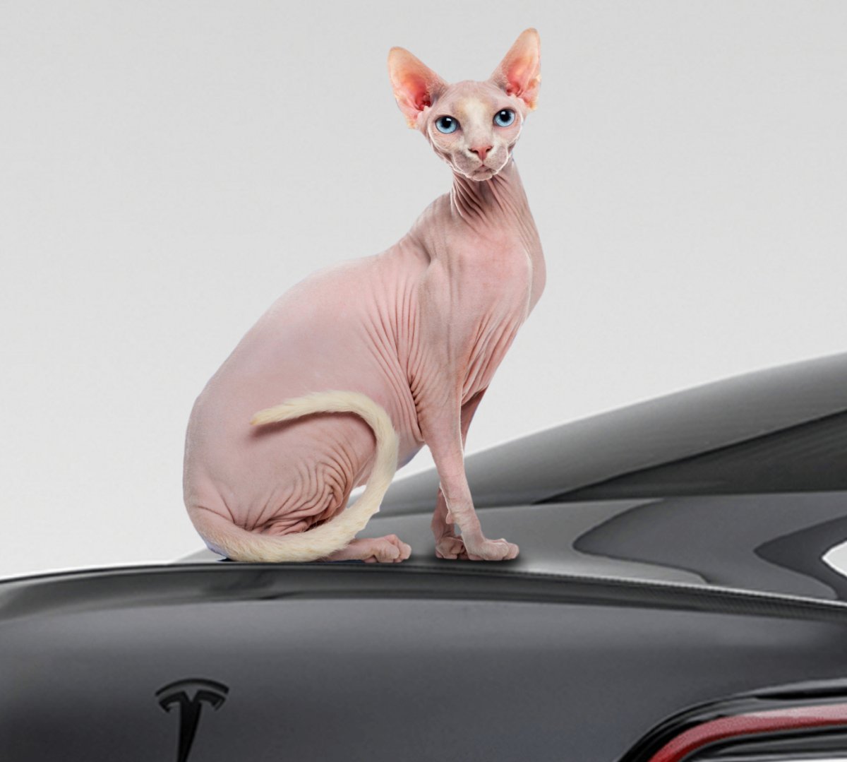 Sphynx Cat Fur | NFC Key Card Wrap